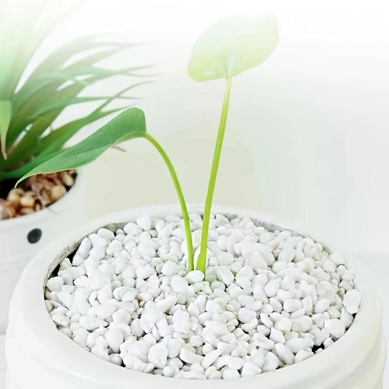 1L di alta qualità perlite suc - Pet Beds recensione e prezzo