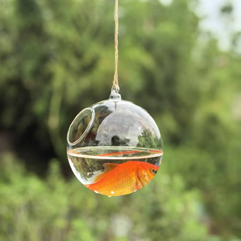 Terrario in Vetro Trasparente  - Aquarium recensione e prezzo