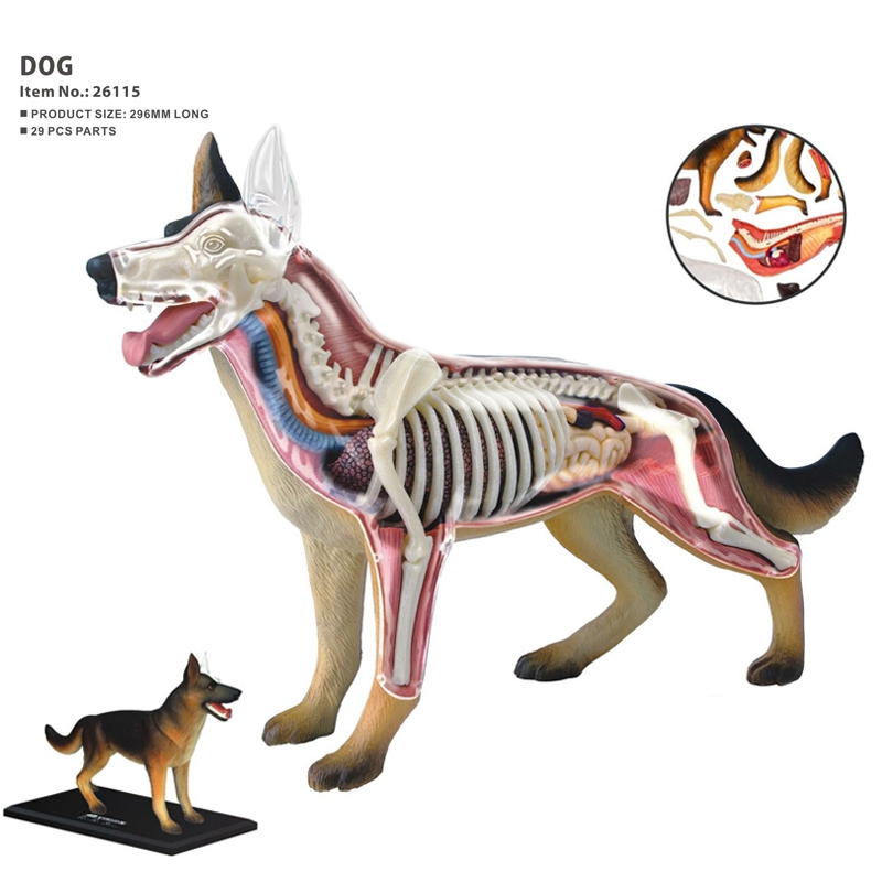 Modello Anatomico di Organi An - Dog Toys recensione e prezzo